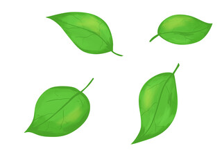 green leaves isolated on white background transparent type1