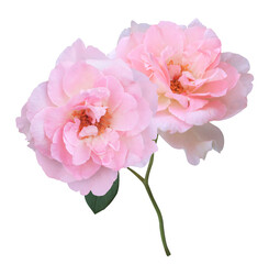Close up beautiful single head pink rose flowers branch isolated on transparent background.