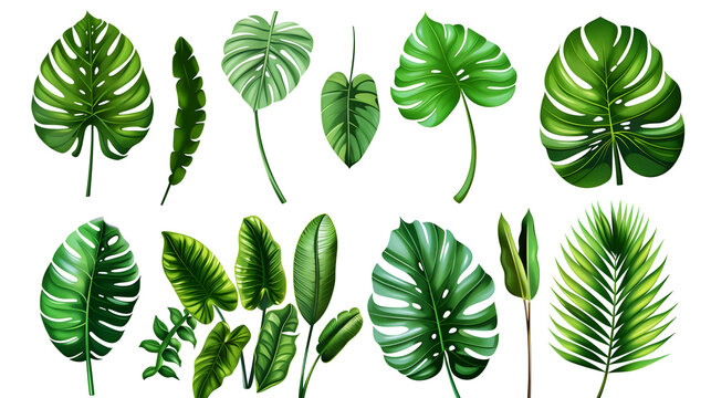 set of green leaves, tropical leaves on white