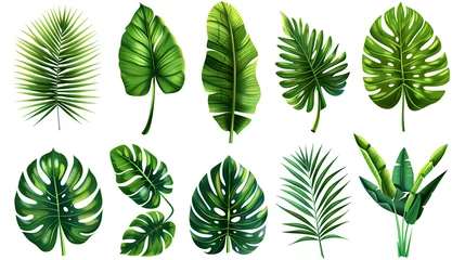Fototapete Tropische Blätter set of green leaves, tropical leaves on white