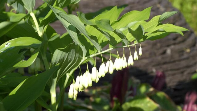 Soiomon's Seal (Polygonatum odoratum) swaying the breeze in a sunny garden with blurred background