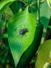 fly on leaf