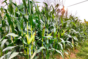 Corn fields near the time of harvest. Selective focus.
