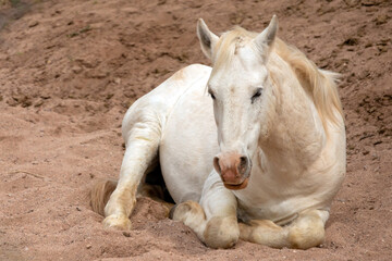 White wild horse mare laying down in dry sand wash in the Salt River wild horse management area near Scottsdale Arizona United States