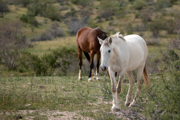 Yearling wild horse mare walking in the Salt River wild horse management area near Scottsdale Arizona United States