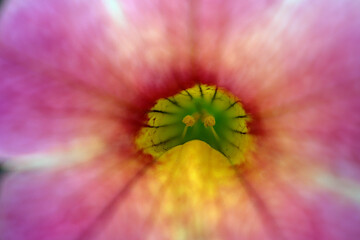  close-up  de flor la naturaleza y sensualidad en todas sus formas