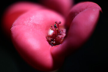  close-up  de flor la naturaleza y sensualidad en todas sus formas