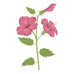 vector drawing plant of hibiscus with red flowers and green leaves isolated at white background, hand drawn illustration