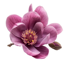 Purple magnolia flower isolated on transparent background With clipping path. cut out. 3d render