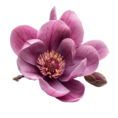 Tuinposter Purple magnolia flower isolated on transparent background With clipping path. cut out. 3d render © TheJakirEffect