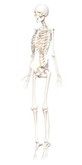 Obraz na płótnie Canvas 人体の骨格 つま先立ちの全身斜め前向きの骨の模型の3Dイラスト