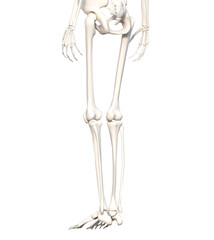 人体骨格模型 骨格標本 骸骨の下半身斜め後ろ姿の3Dイラスト