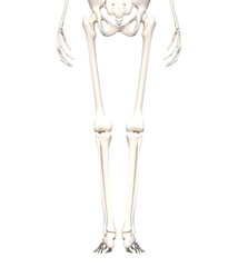人体骨格模型 骨格標本 骸骨の下半身後ろ向きの3Dイラスト