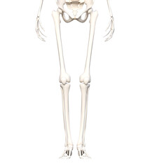 人体の骨格 正面下半身の骨の模型の3Dイラスト