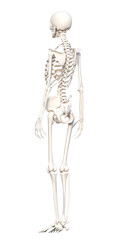 人体の骨格 全身斜め後ろ向きの骨の模型の3Dイラスト