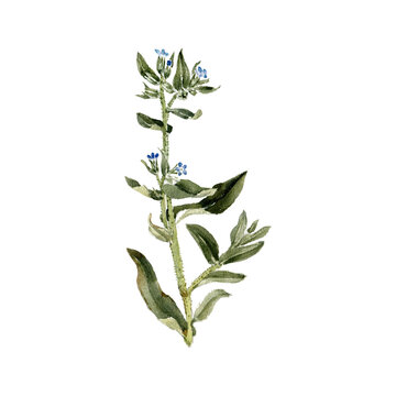 watercolor drawing plant of small bugloss with leaves isolated at white background, Anchusa arvensis , natural element, hand drawn botanical illustration