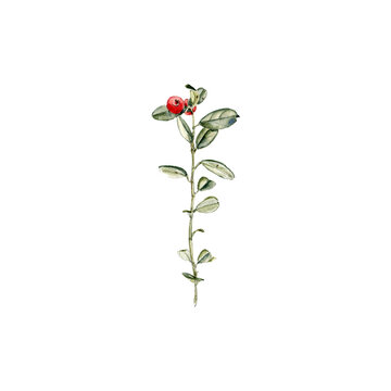 watercolor drawing plant of lingonberry with green leaves and red berry, Vaccinium vitis-idaea isolated at white background, natural elements, hand drawn botanical illustration