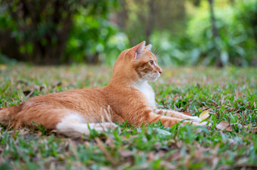 Kitten lying on the grass in the park.