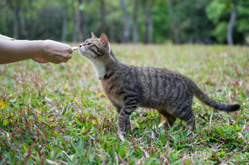 Feeding kitten in the grassy area of the park