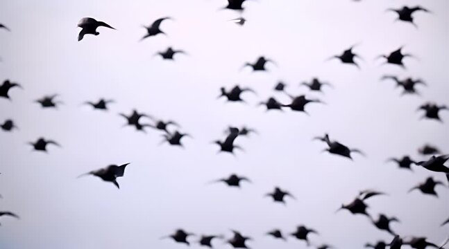 Arctic Tern Swarm: Low Flying Bird Silhouette Repeating Pattern Abstract
