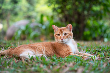 Kitten lying on the grass in the park.