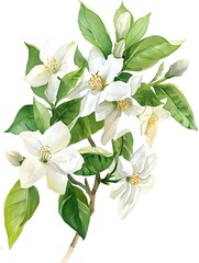 Delicate Jasmine Flowers with Verdant Green Leaves in Watercolor Style Representation