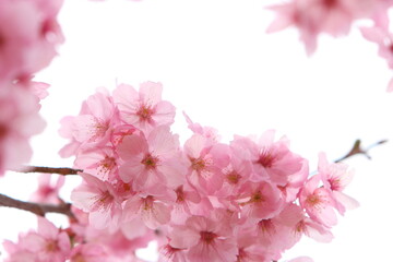 満開の陽光桜のクローズアップ　白背景