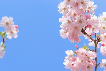 青空に映える満開の思川桜のクローズアップ　青空背景