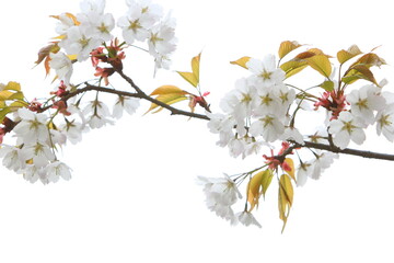 Fototapeta na wymiar 清楚な山桜のクローズアップ　白背景