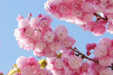 満開の八重桜（紅華）のクローズアップ　青空背景