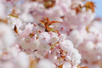満開の八重桜（普賢象）のクローズアップ