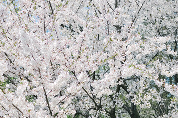 Outdoor shot filled with beautiful cherry blossoms in their soft white tones.