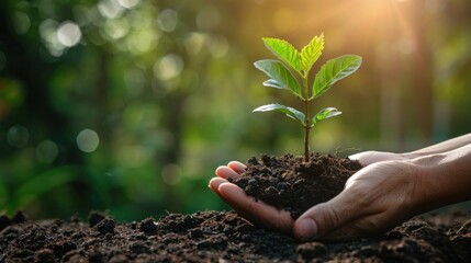 Green Thumb: Hand Planting Young Tree for Earth Day Eco Concept