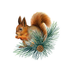 Red squirrel with pine branches decor. Watercolor painted illustration. Hand drawn cute squirrel decorated with pine twigs. Vintage style forest wildlife nature decor. White background