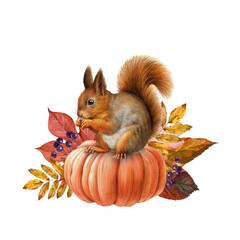 Autumn season festive floral decor with orange pumpkins and squirrel. Vintage style painted illustration. Hand drawn pumpkin, autumn leaves and red squirrel thanksgiving decor. White background © anitapol