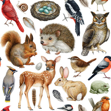 Hand drawn forest animals seamless pattern. Watercolor painted illustration. Different forest wildlife animals and birds seamless pattern. Squirrel, hedgehog, owl, deer, robin, wren elements isolated