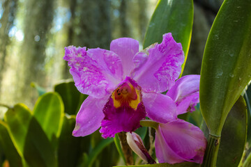 Flower at Nongnooch Tropical Botanical Garden, very popular tourist destination