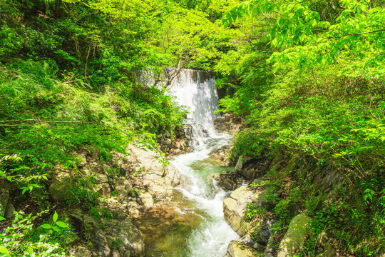 大判手彩色古写真 神戸 布引滝・二本の橋と堰 明治期