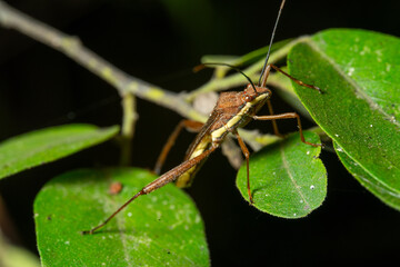 Spider on leaf in nature's close-up shot