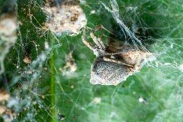 Spider weaves intricate web, poised in its natural habitat