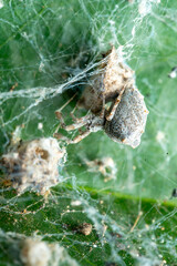Spider weaves intricate web in nature