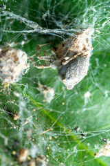 Spider Web Glistening with Dew Drops in Nature