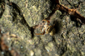 Ants crawling over textured stone surface in nature