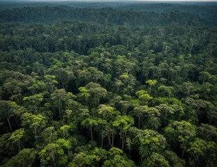 Fototapeta premium Aerial view of the lush Amazon rainforest, winding rivers, and serene lakes in Amazonas, Colombia