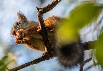 A squirrel is sitting on a tree in the forest in close-up.