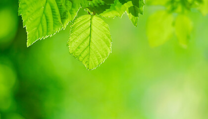 Fototapeta na wymiar green leaf, nature background
