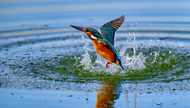 Female Kingfisher emerging from the water after an unsuccessful dive to grab a fish. Taking photos of these beautiful birds is addicitive now I need to go back again