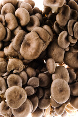 Oyster mushrooms in various forms