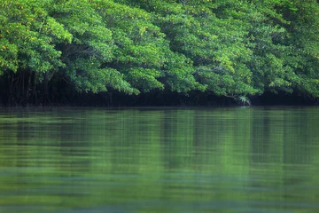 Fotobehang 西表島のマングローブ林 © akira_yonezu