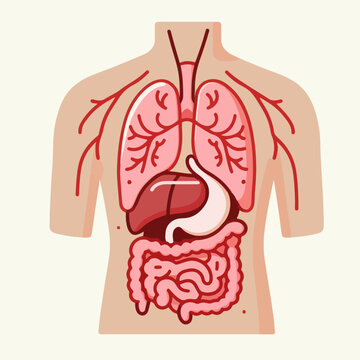 vector illustration of a anatomy 